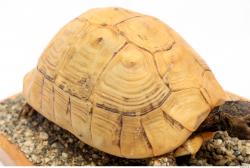 Turtles Animal photo references